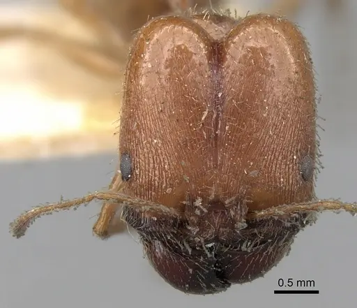 Pheidole praeusta specimen