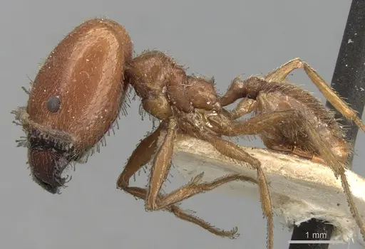 Pheidole praeusta specimen