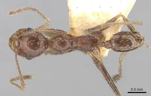 Pheidole praeusta - CASENT0281753