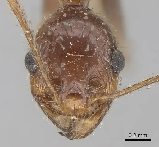 Pheidole praeusta - CASENT0281753