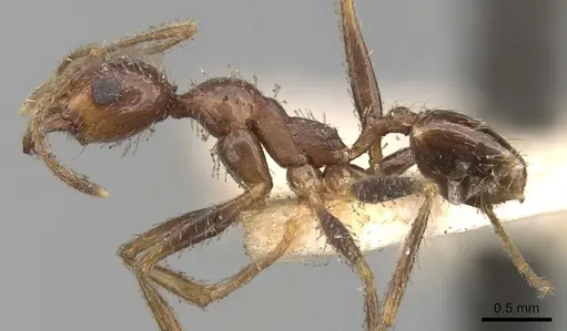 Pheidole praeusta - CASENT0281753