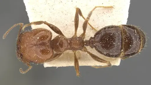 Pheidole praeusta - CASENT0908158