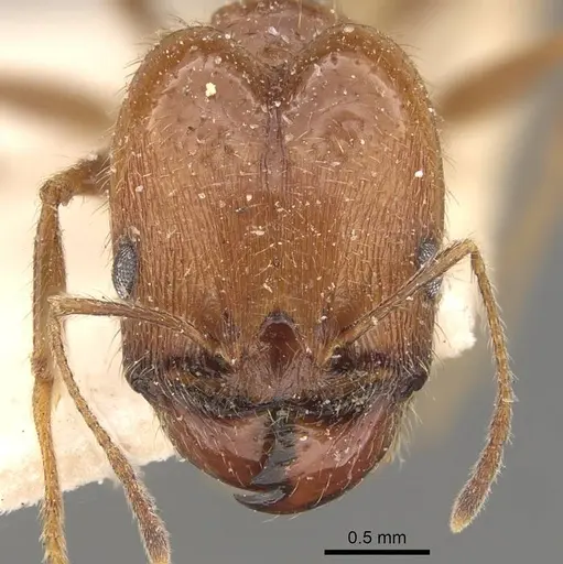 Pheidole praeusta - CASENT0908158