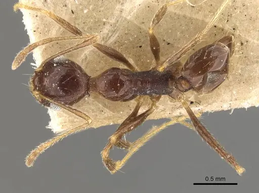 Pheidole praeusta - CASENT0908159