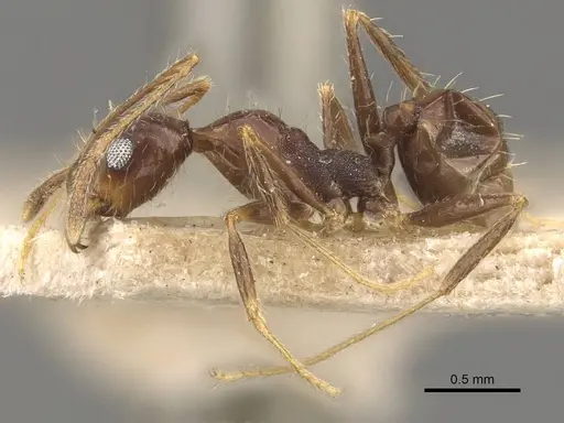 Pheidole praeusta - CASENT0908159