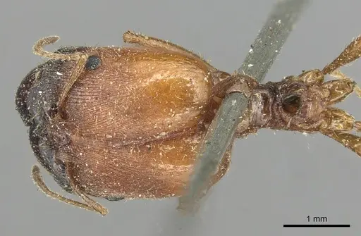 Pheidole praeusta - CASENT0915435