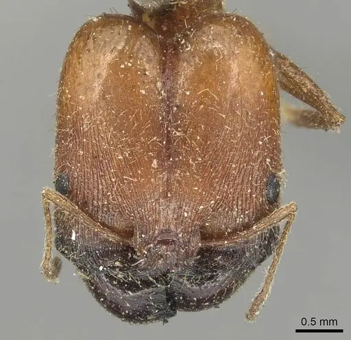 Pheidole praeusta - CASENT0915435