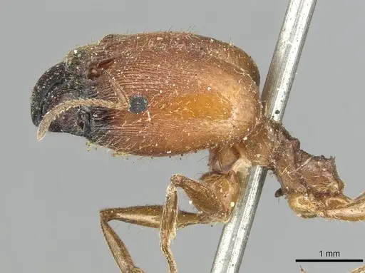 Pheidole praeusta - CASENT0915435
