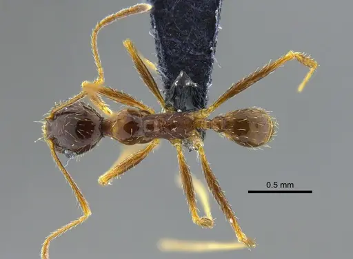 Pheidole praeusta - CBUMAGENT42035