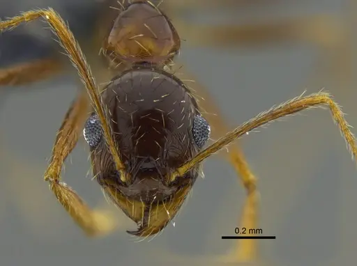 Pheidole praeusta - CBUMAGENT42035