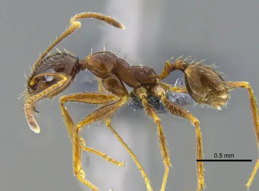 Pheidole praeusta - CBUMAGENT42035
