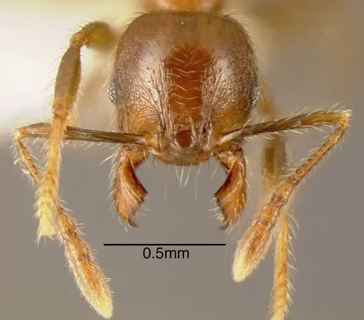 Pheidole prattorum specimen