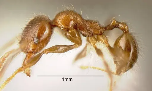 Pheidole prattorum specimen