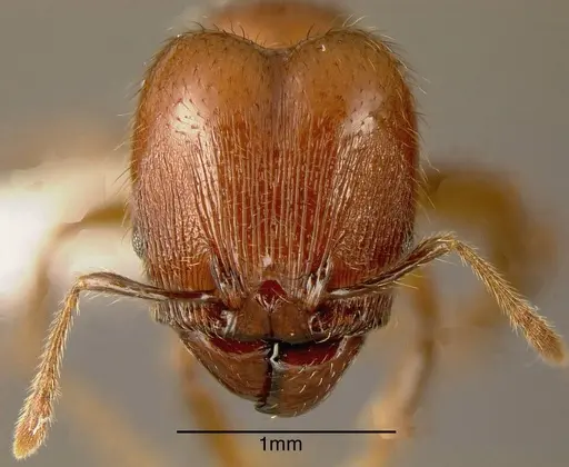 Pheidole prattorum - JTLC000003456