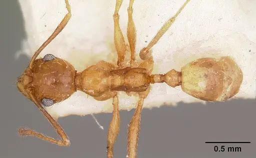 Pheidole prelli specimen