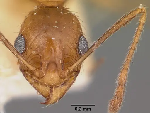 Pheidole prelli specimen