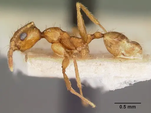 Pheidole prelli specimen