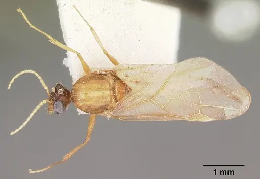 Pheidole prelli - CASENT0104603