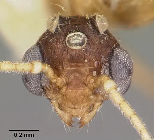 Pheidole prelli - CASENT0104603
