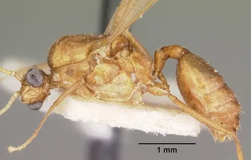 Pheidole prelli - CASENT0104603