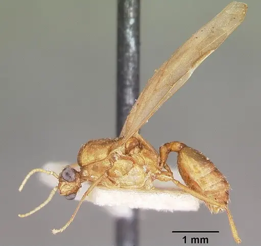 Pheidole prelli - CASENT0104603
