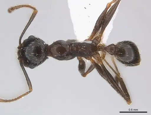 Pheidole prelli - CASENT0217089