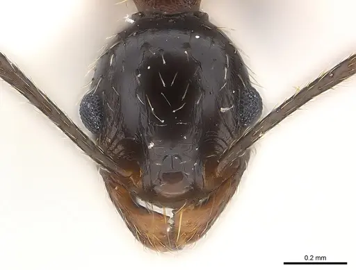 Pheidole prelli - CASENT0217089