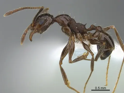 Pheidole prelli - CASENT0217089