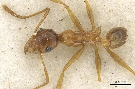 Pheidole prelli - CASENT0901269