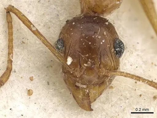 Pheidole prelli - CASENT0901269