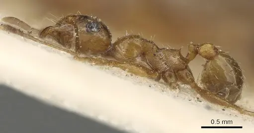 Pheidole prelli - CASENT0901269