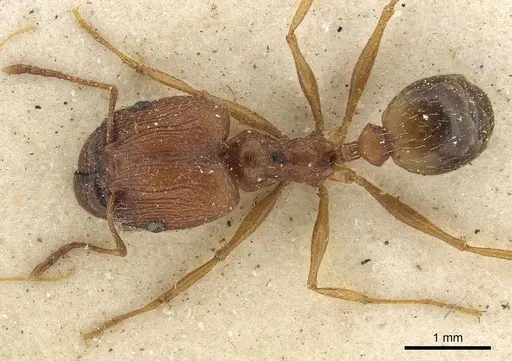 Pheidole prelli - CASENT0901270