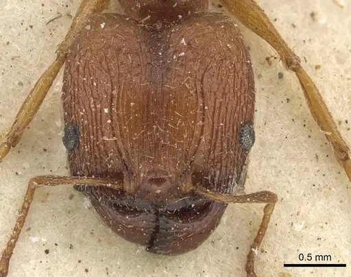 Pheidole prelli - CASENT0901270