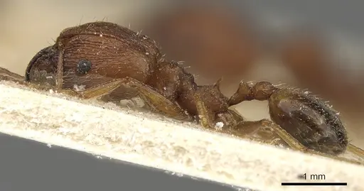 Pheidole prelli - CASENT0901270