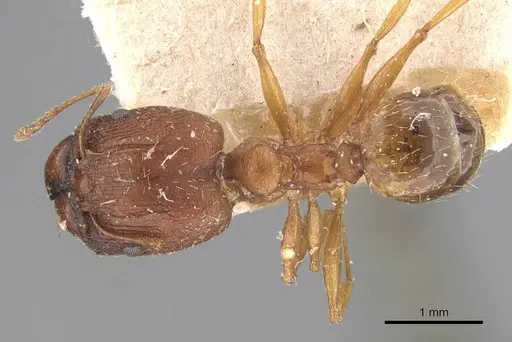 Pheidole prelli - CASENT0907827