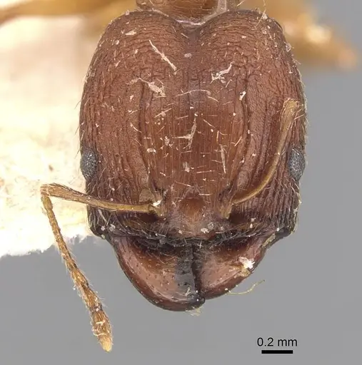 Pheidole prelli - CASENT0907827