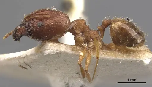 Pheidole prelli - CASENT0907827