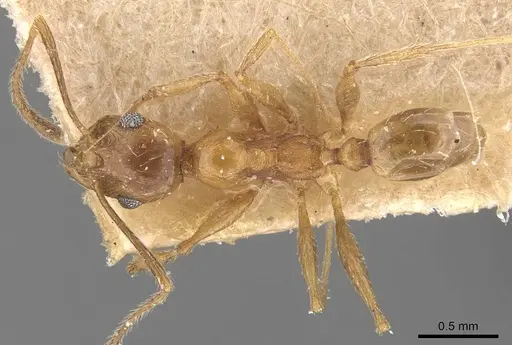 Pheidole prelli - CASENT0907828