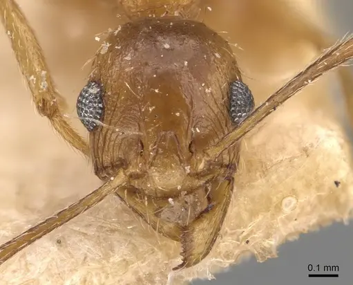 Pheidole prelli - CASENT0907828