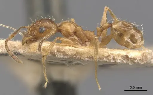 Pheidole prelli - CASENT0907828