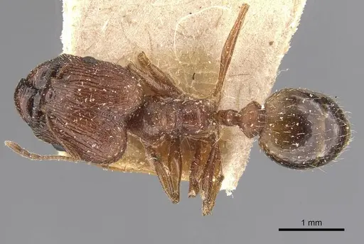 Pheidole prelli - CASENT0907829