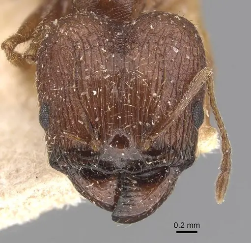 Pheidole prelli - CASENT0907829