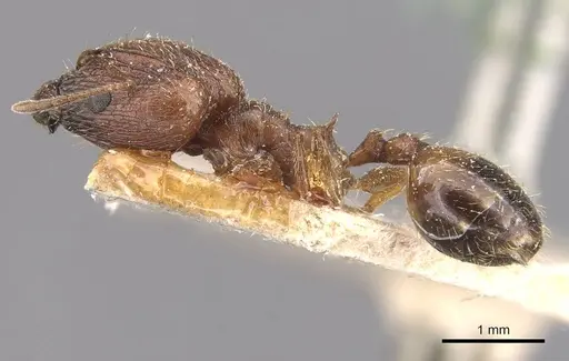 Pheidole prelli - CASENT0907829