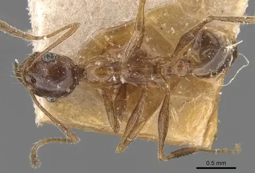 Pheidole prelli - CASENT0907830