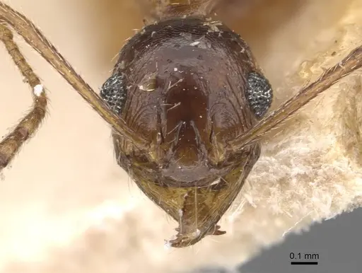 Pheidole prelli - CASENT0907830