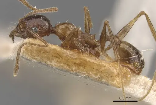 Pheidole prelli - CASENT0907830