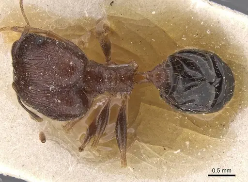 Pheidole prelli - CASENT0913396