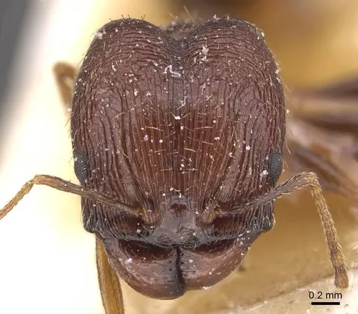 Pheidole prelli - CASENT0913396