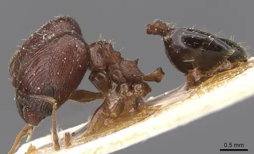 Pheidole prelli - CASENT0913396