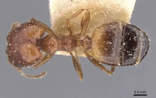 Pheidole prelli - CASENT0913397